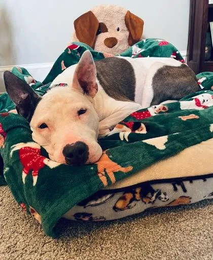 A senior large-sized female Merle (Blue) Bull Terrier dog named Sierra Leone for adoption in Kansas City, MO
