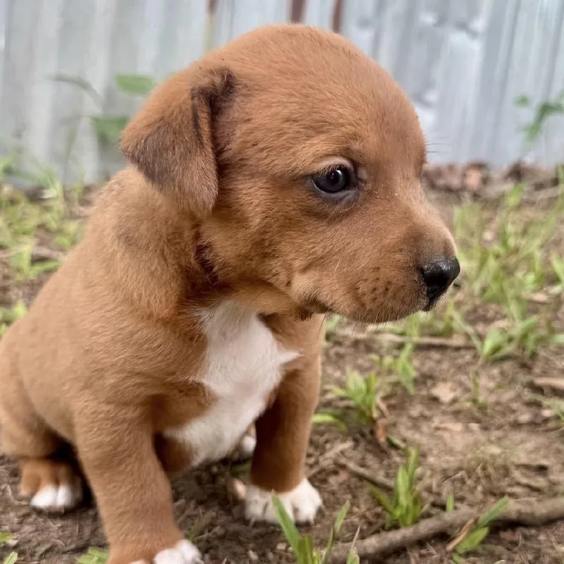 A baby medium-sized female Red / Chestnut / Orange Australian Shepherd dog named Nancy for adoption in Wadena, MN
