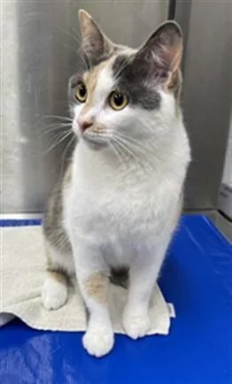 A young small-sized female Domestic Short Hair cat named Libra for adoption in Hagerstown, MD