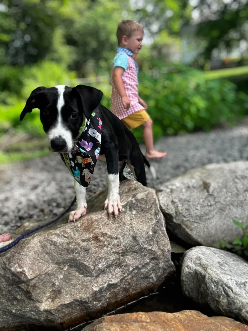 A baby medium-sized female Mixed Breed dog named Panda for adoption in West Haven, CT
