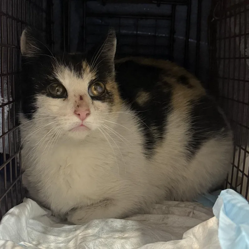 An adult small-sized female Calico Domestic Short Hair cat named Bernie for adoption in Brooklyn, NY