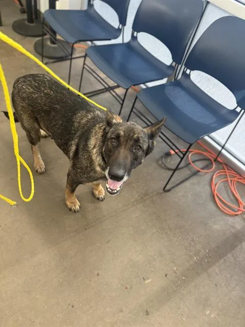 An adult large-sized female Mixed Breed dog named Coronela for adoption in Dallas, TX