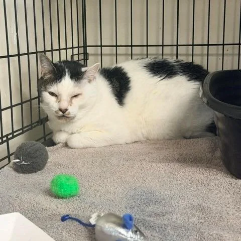 An adult large-sized male White Domestic Short Hair cat named Danny for adoption in Long Beach, CA