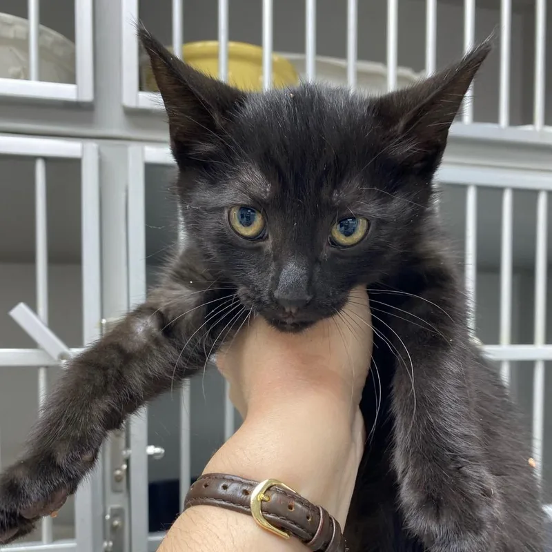 A baby small-sized male Domestic Short Hair cat named Gomez for adoption in Los Angeles, CA
