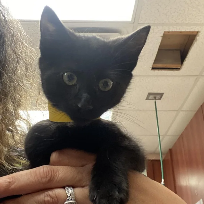 A baby small-sized male Black Domestic Medium Hair cat named Pumpkin for adoption in Columbus, GA