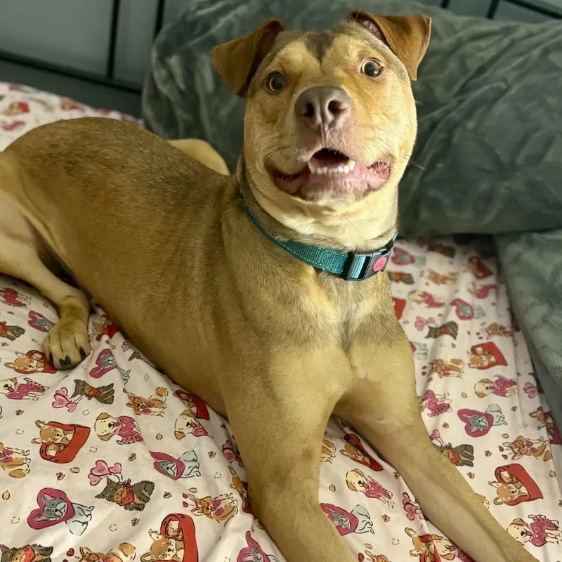 A young large-sized male Yellow / Tan / Blond / Fawn Mixed Breed dog named Scooby for adoption in Pelham, NH