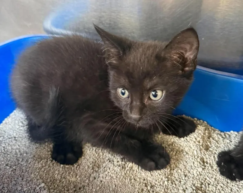 A baby medium-sized male Black Domestic Short Hair cat named Toothless for adoption in Maryville, MO