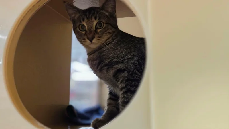 A baby small-sized male Domestic Short Hair cat named Rishi for adoption in Gladstone, OR