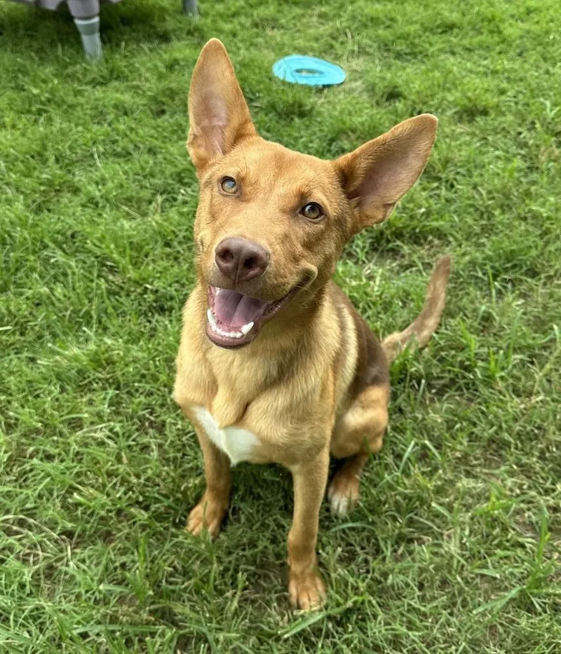 An adult medium-sized male Red / Chestnut / Orange Shepherd dog named Aerosmith for adoption in Evansville, IN