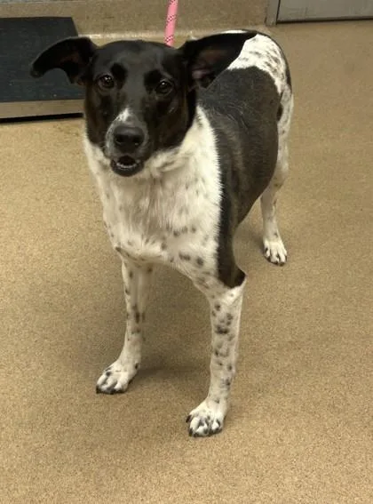 An adult medium-sized female Mixed Breed dog named Clarabelle for adoption in Chamblee, GA