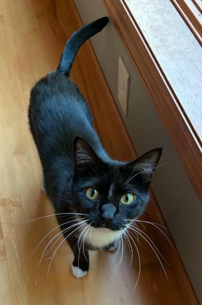 A young medium-sized female Domestic Short Hair cat named Collette for adoption in Shell Lake, WI
