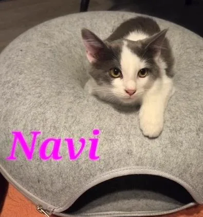 Navi