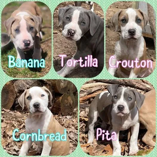 A baby large-sized female Pit Bull Terrier dog named Bread Litter  Puppies for adoption in Traverse City, MI