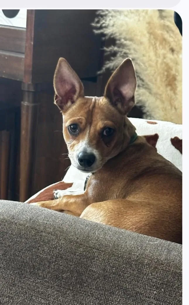 A young small-sized female Brown / Chocolate Jack Russell Terrier dog named Jolene for adoption in Oakdale, CA