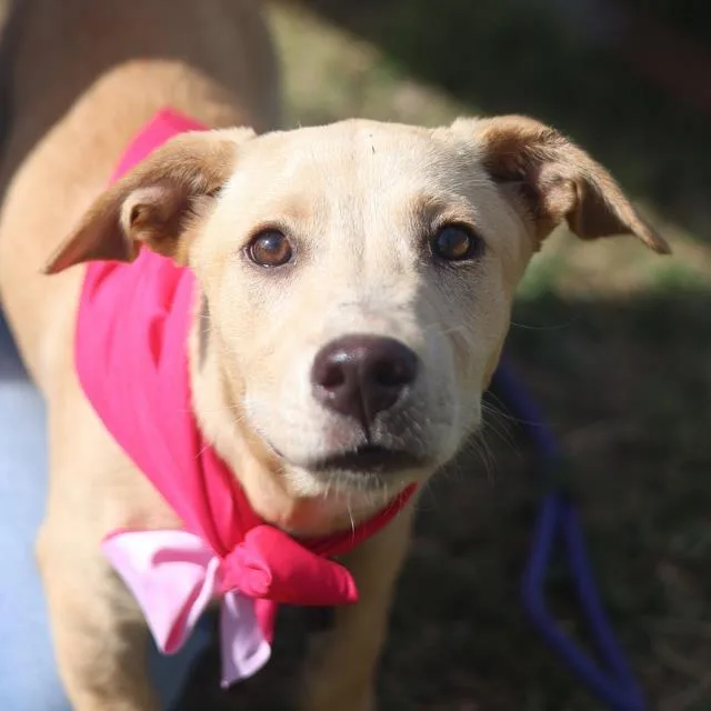 A young medium-sized female Labrador Retriever dog named Lily for adoption in San Antonio, TX
