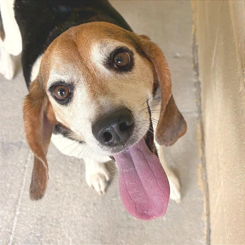 An adult medium-sized male Yellow / Tan / Blond / Fawn Mixed Breed dog named Harold for adoption in Hendersonville, NC