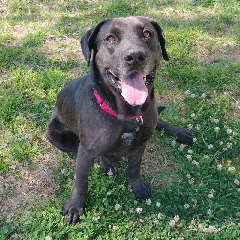 An adult medium-sized male Black Black Labrador Retriever dog named Duke for adoption in Tulsa, OK