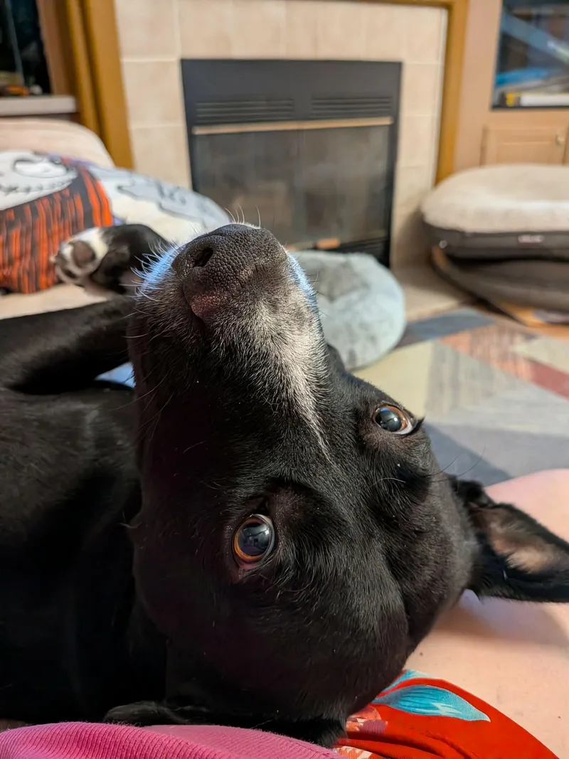 An adult medium-sized male Mixed Breed dog named Niko for adoption in Sierra Vista, AZ