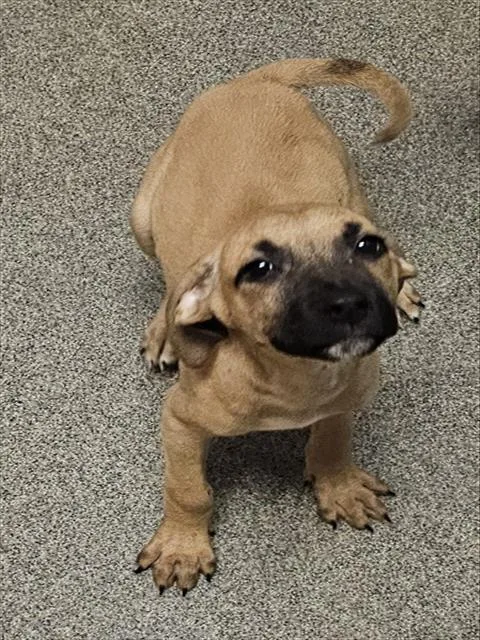 A baby medium-sized female Black Mouth Cur dog named Marina for adoption in Huntsville, AL