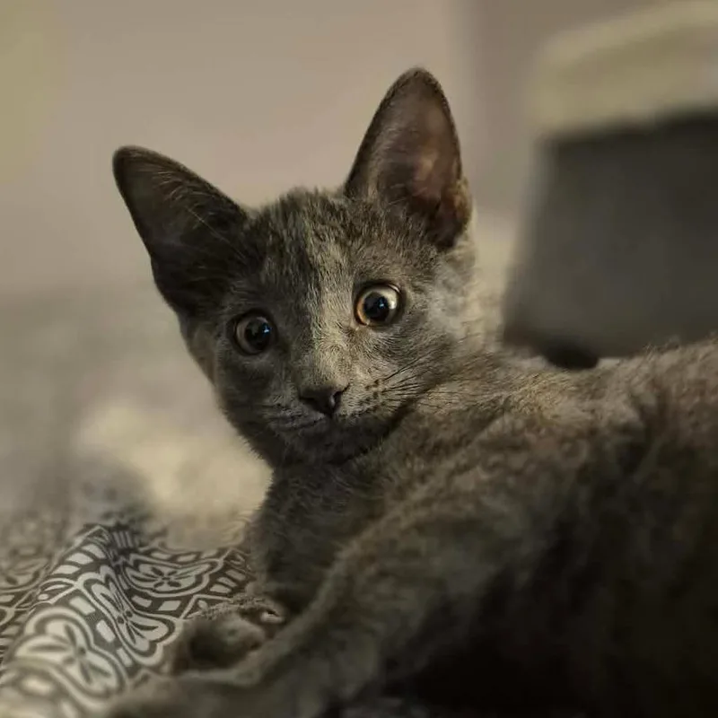A baby small-sized female Gray / Blue / Silver Domestic Short Hair cat named Gravy for adoption in Hanna City, IL