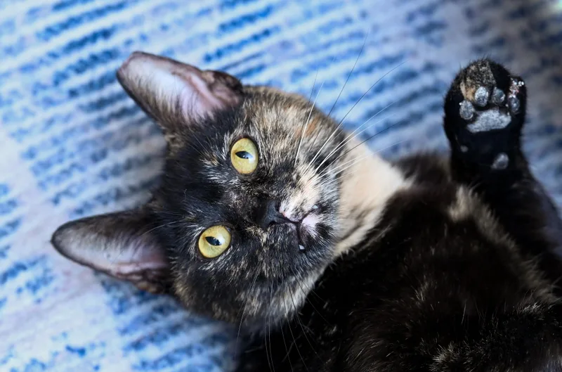 Tinkerbelle thumbnail 2