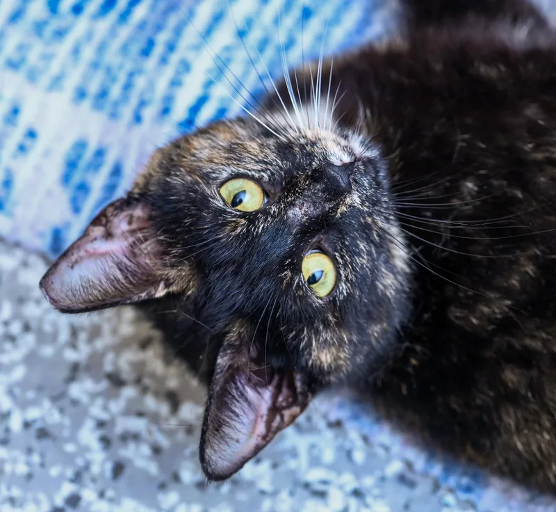 Tinkerbelle thumbnail 3