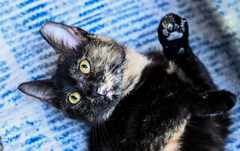 Tinkerbelle thumbnail 4