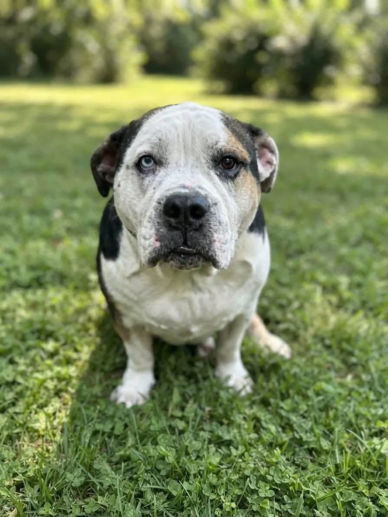 An adult large-sized male English Bulldog dog named Brutus for adoption in Ossining, NY