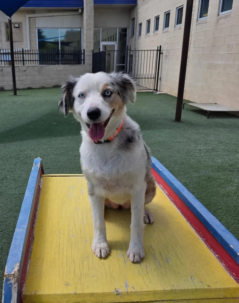 An adult medium-sized female Shepherd dog named Nova for adoption in Rockwall, TX