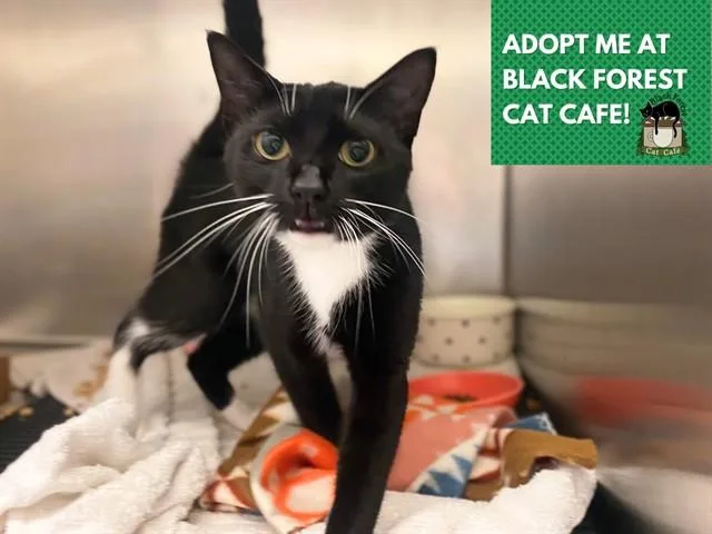 A young medium-sized female Domestic Short Hair cat named Audrey for adoption in Fort Wayne, IN