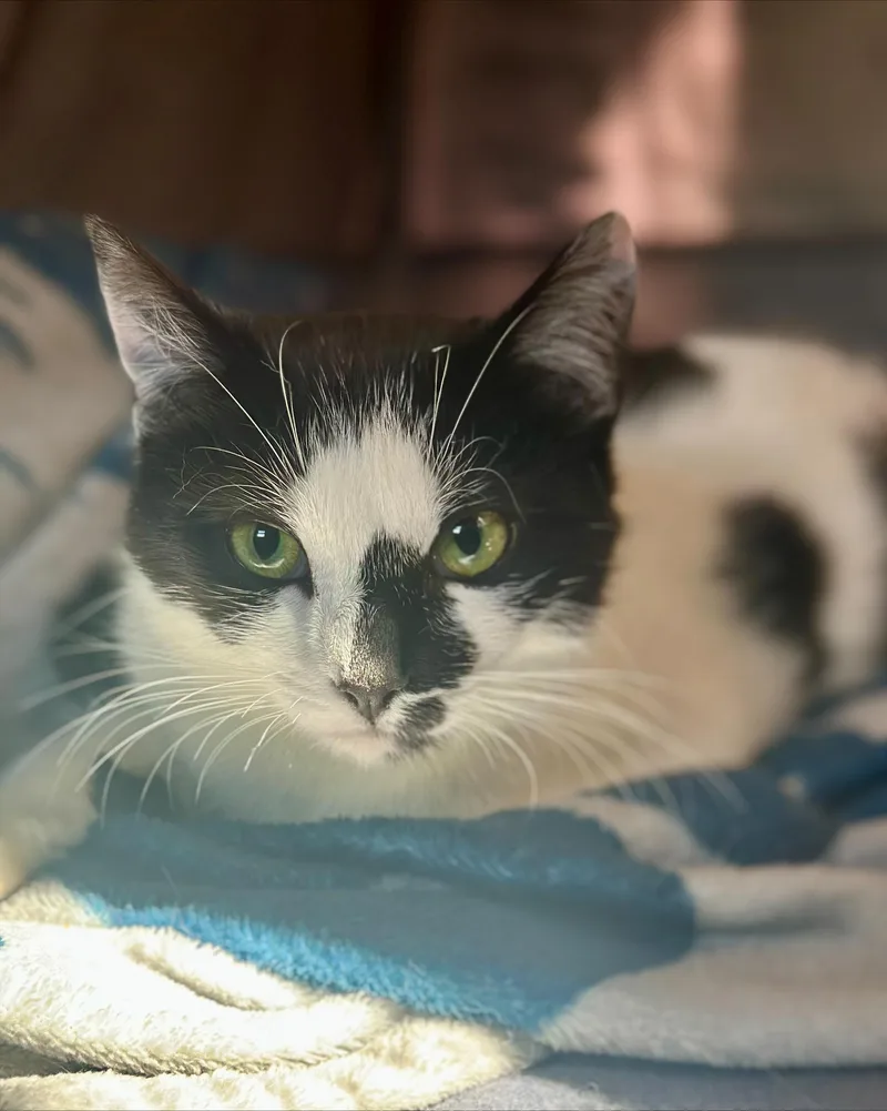 A young medium-sized female Black & White / Tuxedo Domestic Short Hair cat named Josephine for adoption in Hudson, NY