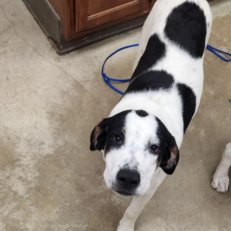 A young medium-sized male White / Cream Hound dog named Huxton U for adoption in Tupelo, MS
