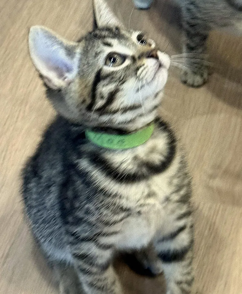 A baby medium-sized female Tabby cat named Mae for adoption in San Jose, CA