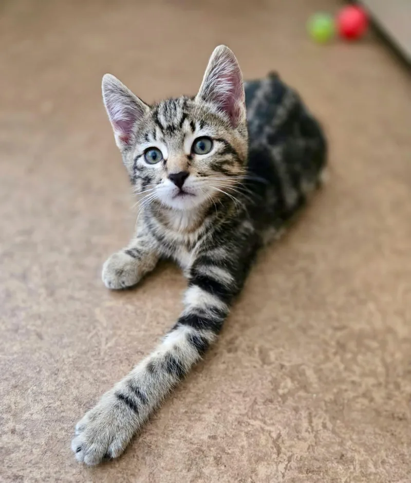 A baby medium-sized female Tabby (Gray / Blue / Silver) Tabby cat named Catness & Fiona for adoption in The Dalles, OR