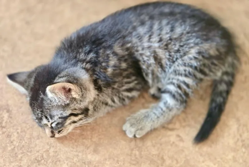 Catness & Fiona thumbnail 2