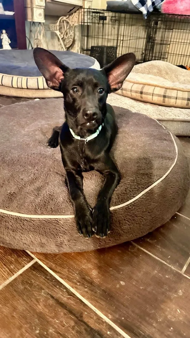 A young small-sized male Chihuahua dog named Ace for adoption in Boston, MA