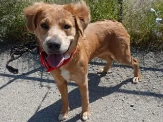 An adult medium-sized female Golden Retriever dog named Savage for adoption in Anaconda, MT