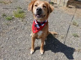 Savanna thumbnail 4