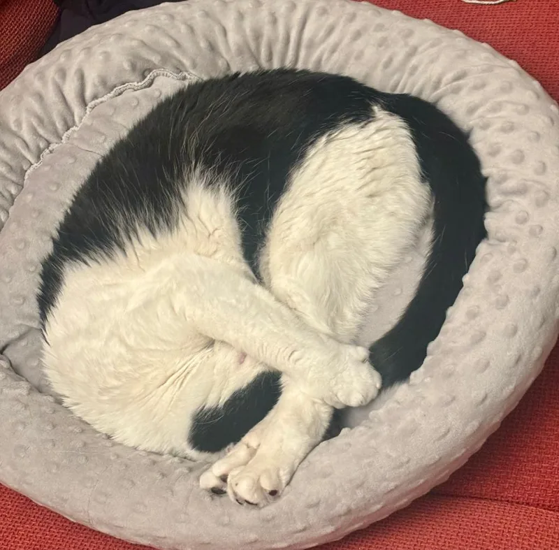 A young medium-sized female Domestic Short Hair cat named Keisha for adoption in Minneapolis, MN