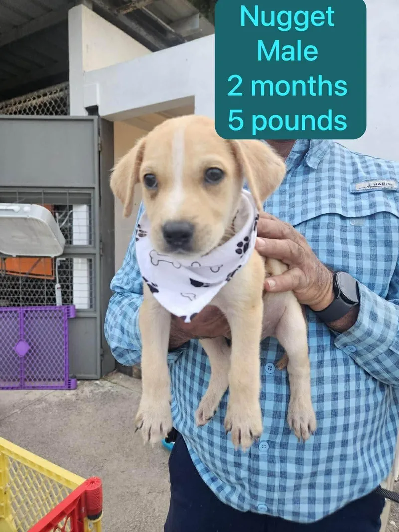 A baby medium-sized male Labrador Retriever dog named Nugget for adoption in Virginia Beach, VA