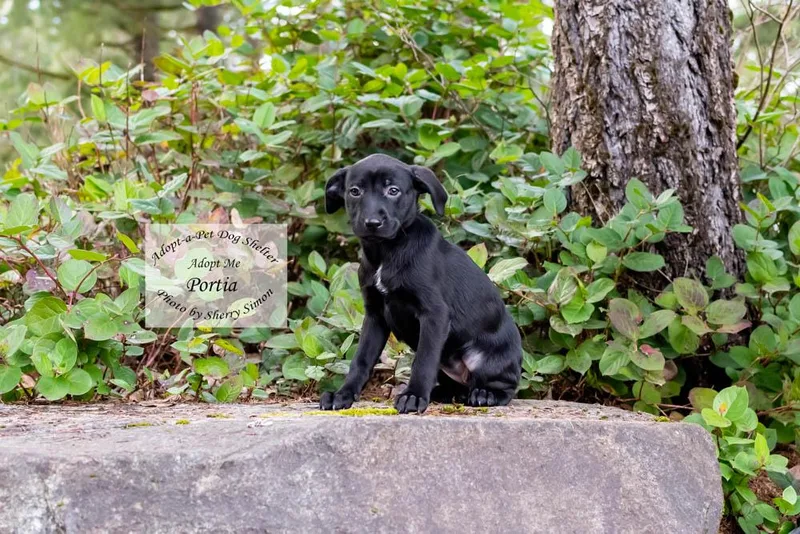 A young small-sized female Black Golden Retriever dog named Portia for adoption in Shelton, WA
