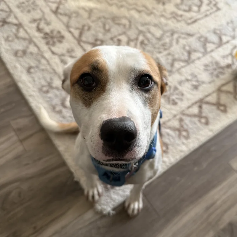 An adult medium-sized female White / Cream Feist dog named Felicity for adoption in Columbia, SC