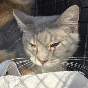 Pistachio thumbnail 3