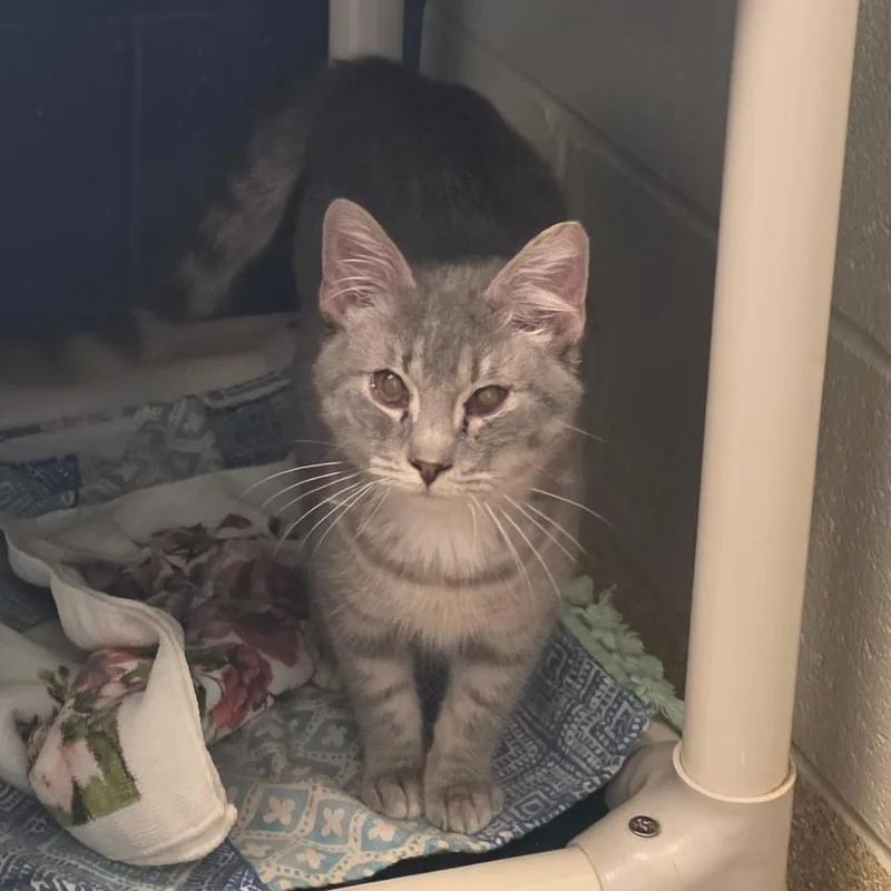 Pistachio thumbnail 4