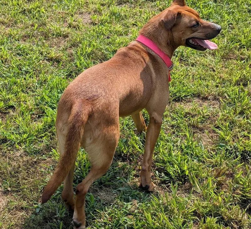 An adult medium-sized female Red / Chestnut / Orange Mixed Breed dog named Thistle for adoption in Carthage, IL