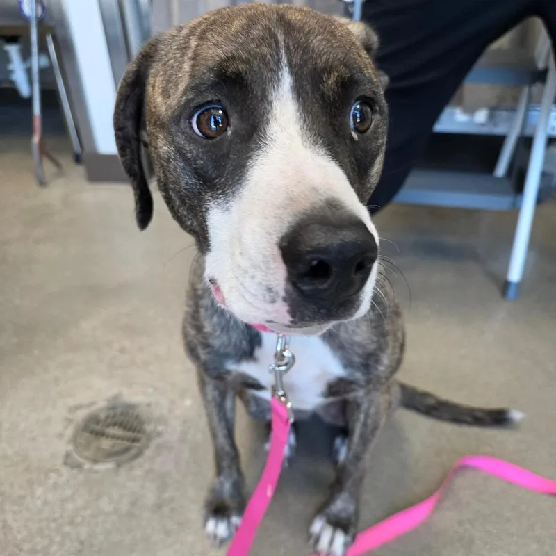 An adult medium-sized female Pit Bull Terrier dog named Nala for adoption in Sand Springs, OK