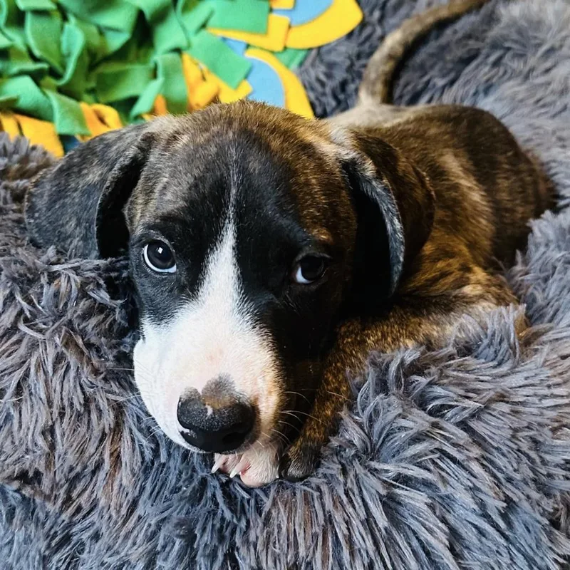 Nala thumbnail 2