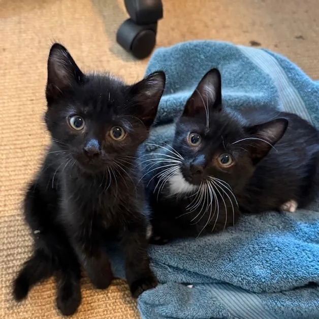 A baby small-sized male Domestic Short Hair cat named Donald for adoption in Cumming, GA