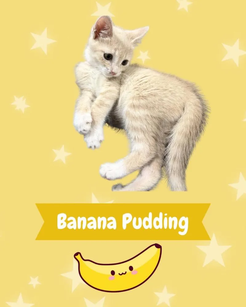 Banana Pudding