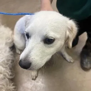 A young medium-sized male Retriever dog named Adolfito for adoption in Portland, ME